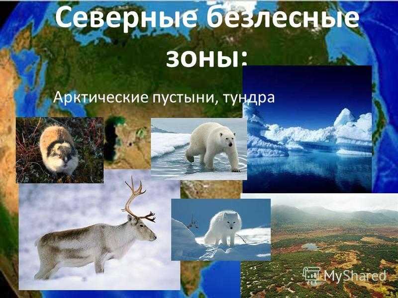 Арктические пустыни россии. где находится, природные зоны
