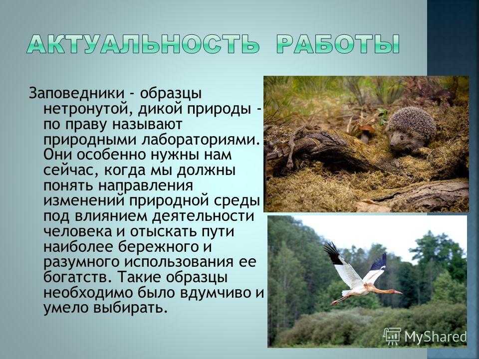 Многообразие животного мира нашей планеты