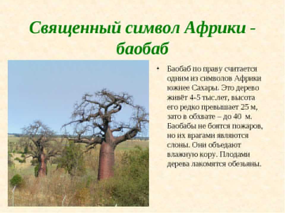 Природные районы африки. география 7 класс. дронов