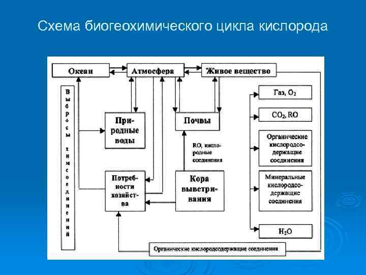 Круговорот биогенных элементов кратко