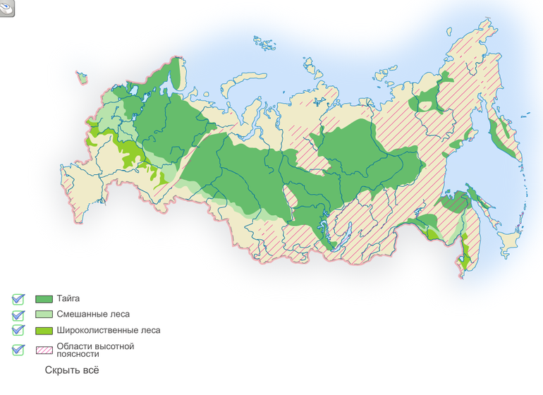 Доклад-сообщение на тему смешанные леса 2, 4, 5, 6, 7 класс