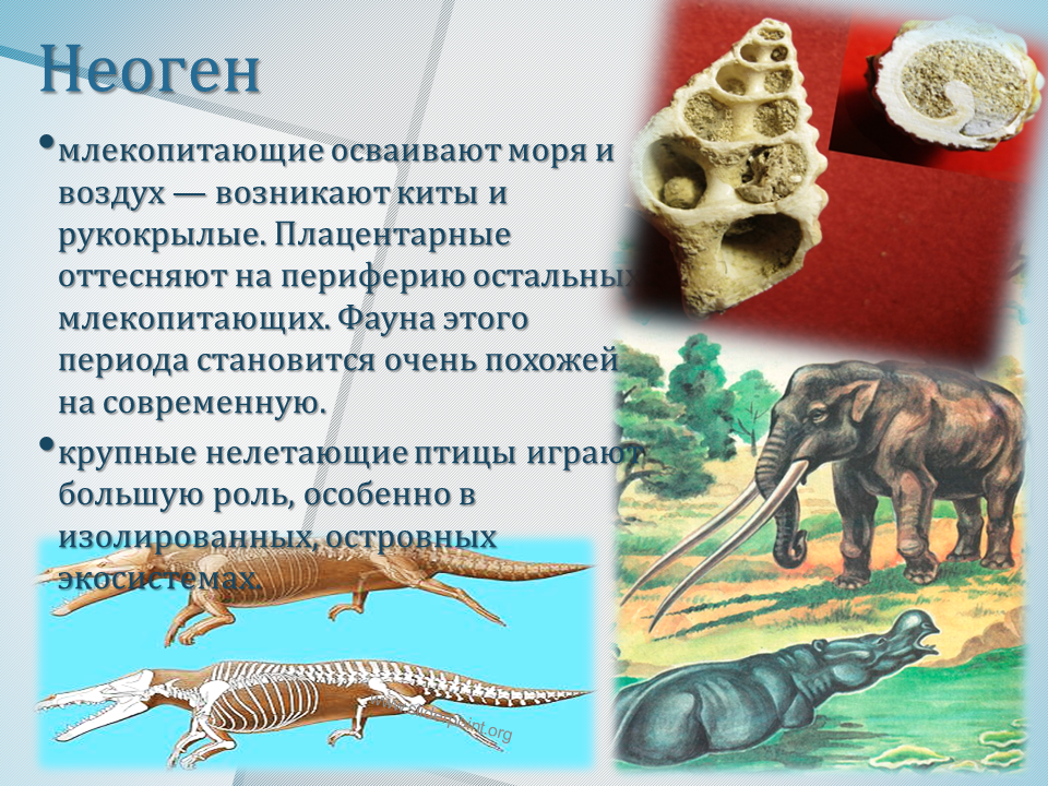 Кайнозойская эра краткое описание — от земли до неба