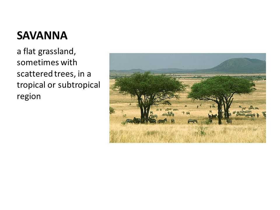 Саванны и редколесья занимают обширные равнины африки. Саванна природная зона растения. Природные зоны Африки саванны. Растения редколесья в Африке. Растения саванны и редколесья Африки.