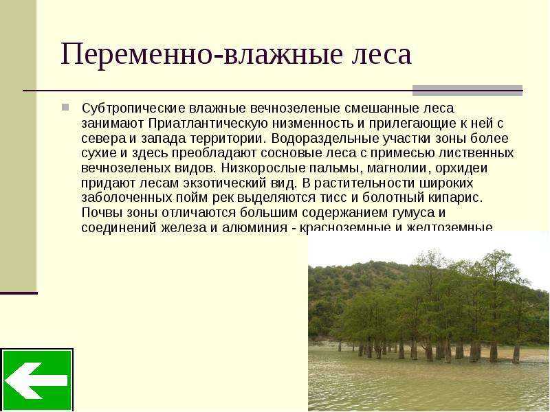 Климатический пояс переменно влажных лесов. типы флор_геоботаника. тропические пустыни и полупустыни