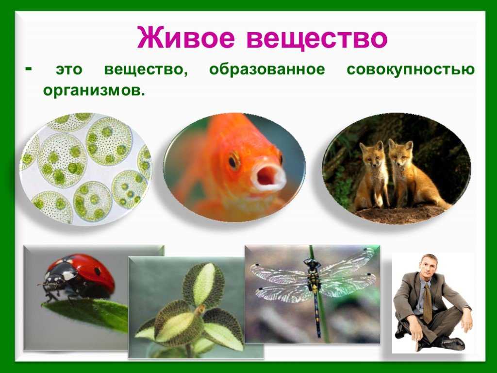 Живые существа организмы окружающий. Живое вещество биосферы,биология 9 кл. Живое вещество. Живое вещество примеры. Іивое вещество.