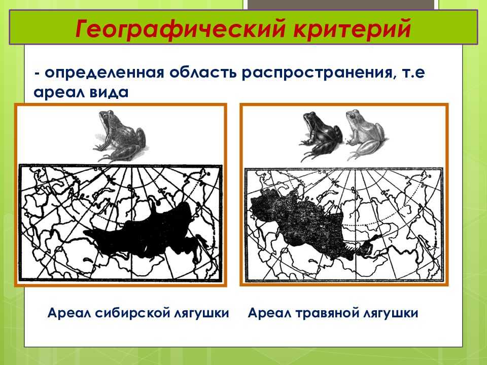 Физиологические признаки Критерии вида ВОЛК Морфологические признаки Размеры и общий вес волков подвержены сильной географической изменчивости