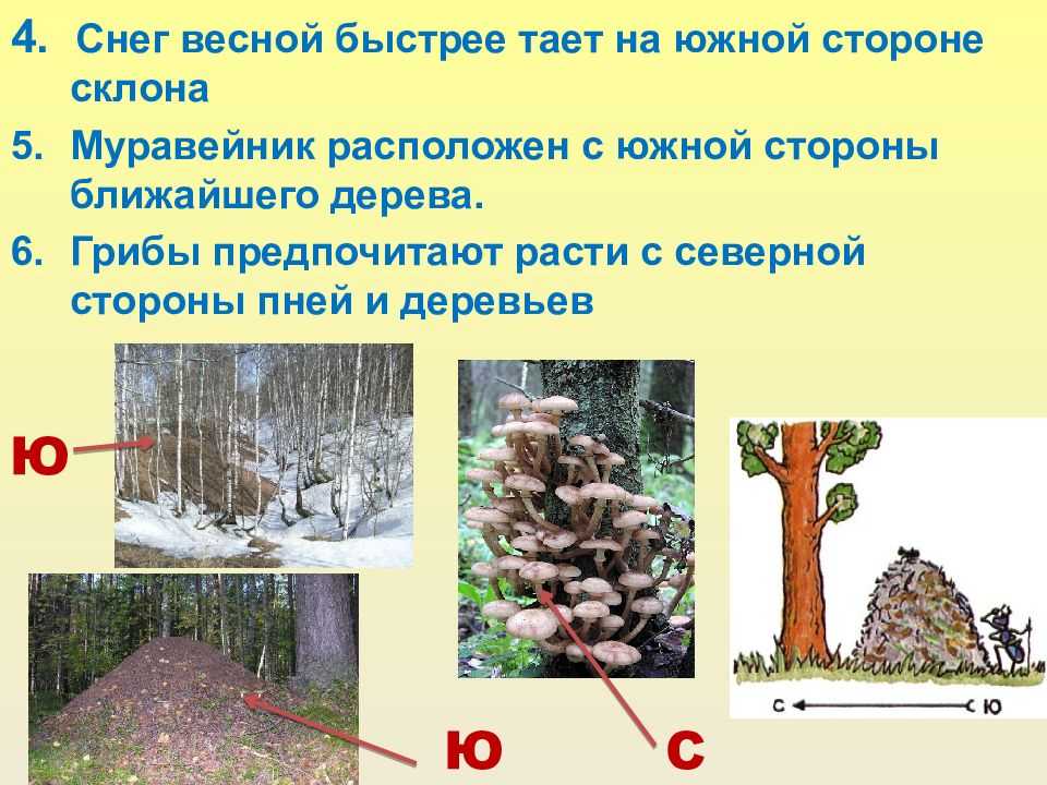 Статья 23 лк рф с комментариями - ст. 23 лк рф. лесничества и лесопарки