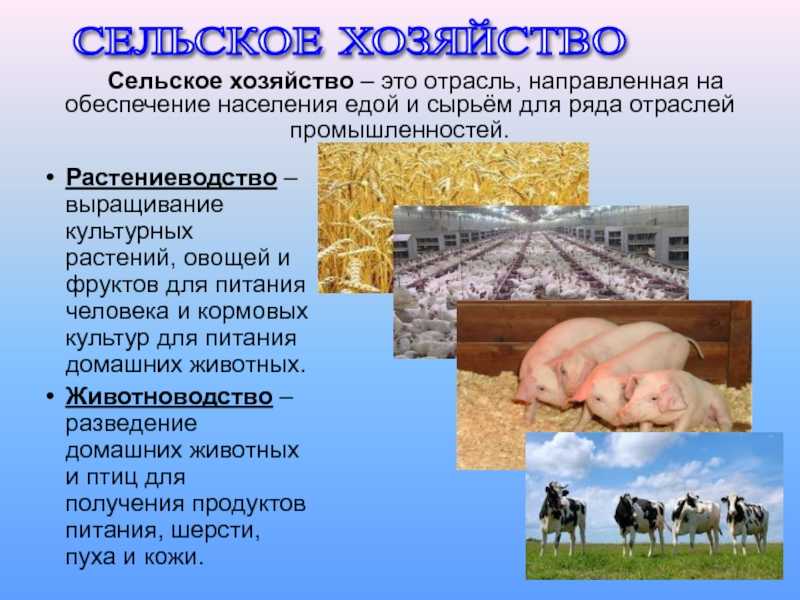 Растениеводство - определение, территориальное размещение и структура, проблемы и перспективы
