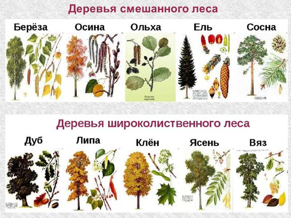 Урок 6: природные зоны россии - 100urokov.ru