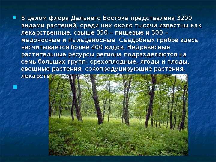 Природная зона смешанных и широколиственных лесов