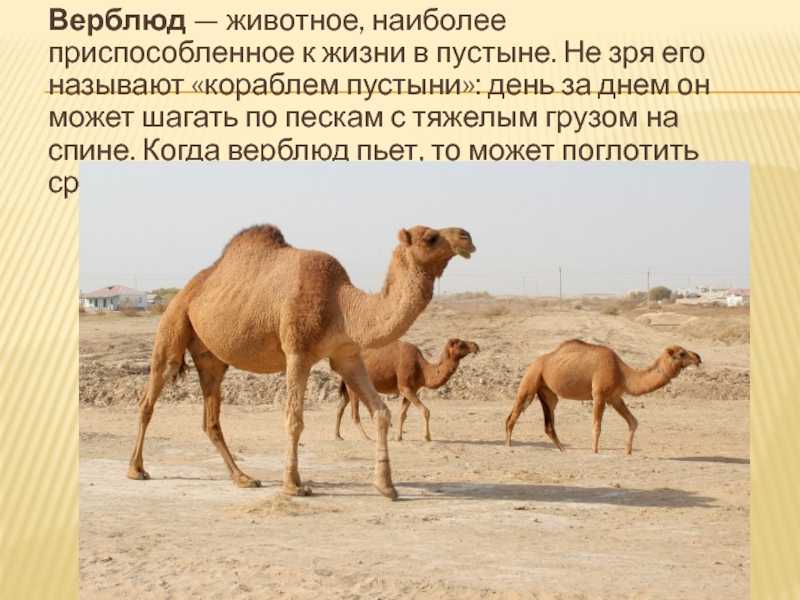 У пустынных растений приспособленность к среде обитания: как животные приспособились к условиям пустыни?