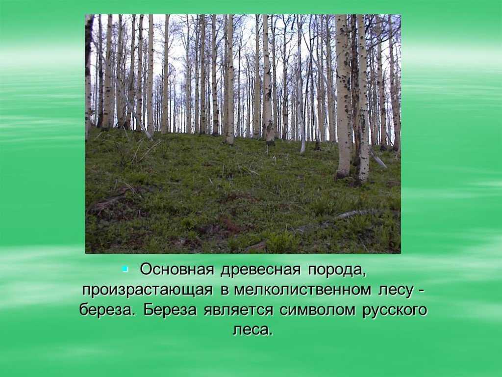 Лес где растет береза. Лесные зоны России презентация. Смешанные и мелколиственные леса растения. Зона мелколиственных лесов. Почва мелколиственных лесов.