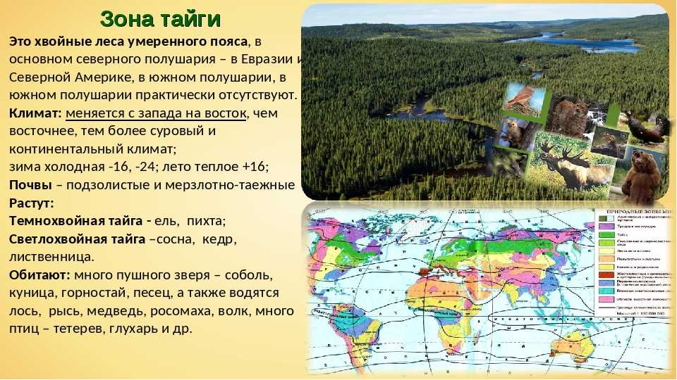 Природная зона тайга: географическое положение, климат, почвы, растения, животные, особенности