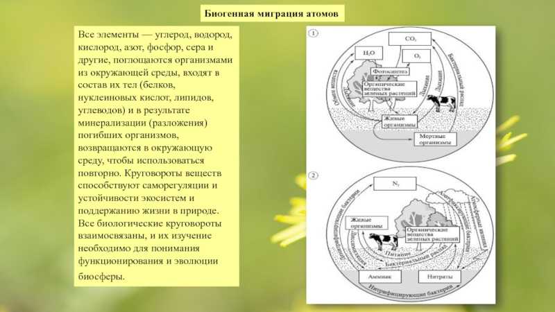 Основы учения о биосфере