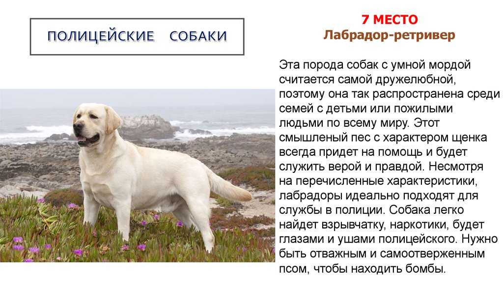 Полуостров лабрадор на карте мира, где находится, координаты, открытие