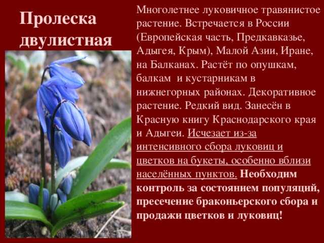 Природные зоны краснодарского края. | мы учимся!!!