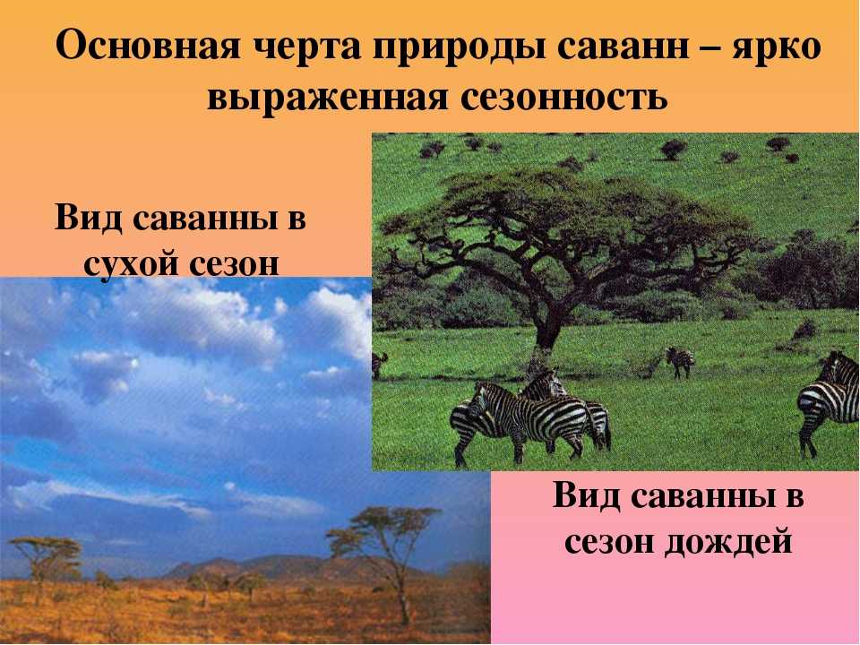 Природная зона саванн и редколесья