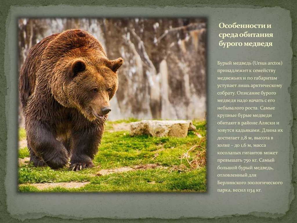 Медведь бурый