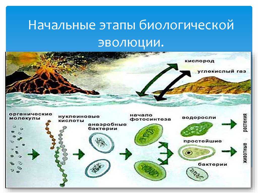Развитие жизни на земле – как это происходило? этапы возникновения и существование жизни на земле.