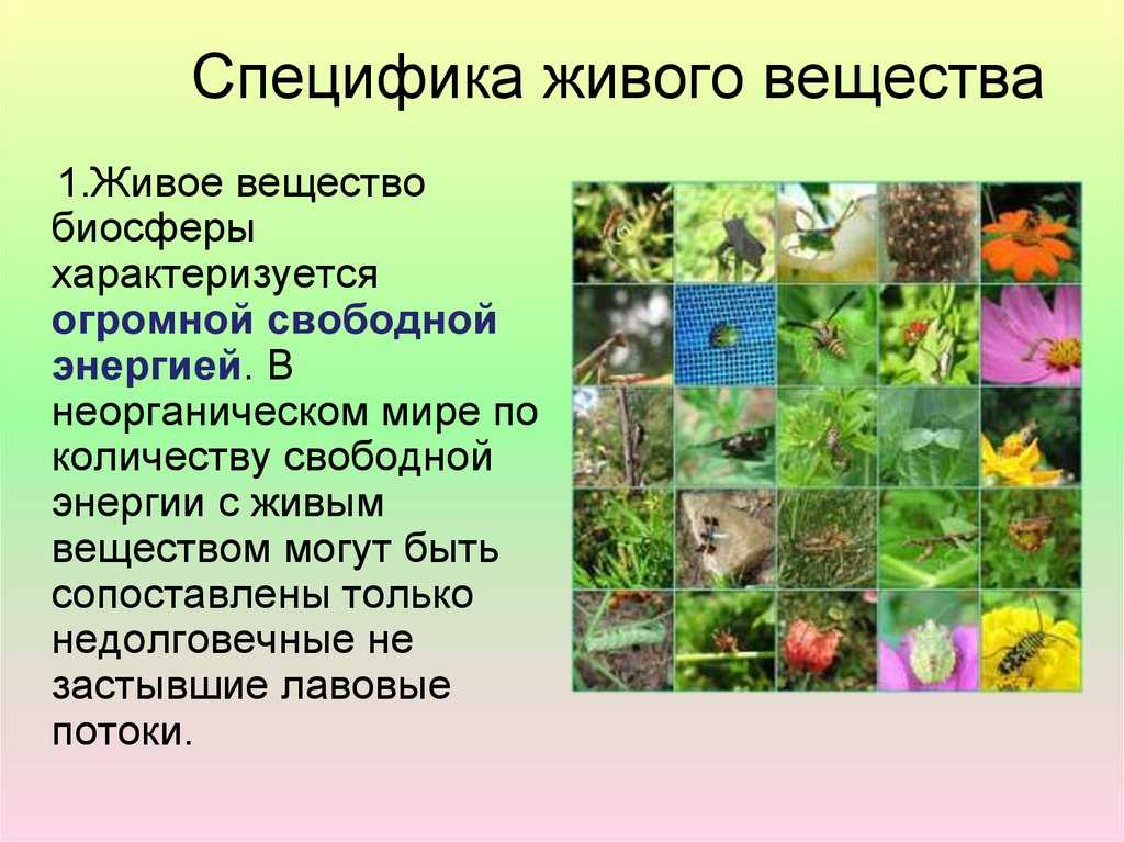Урок 7: биосфера - 100urokov.ru