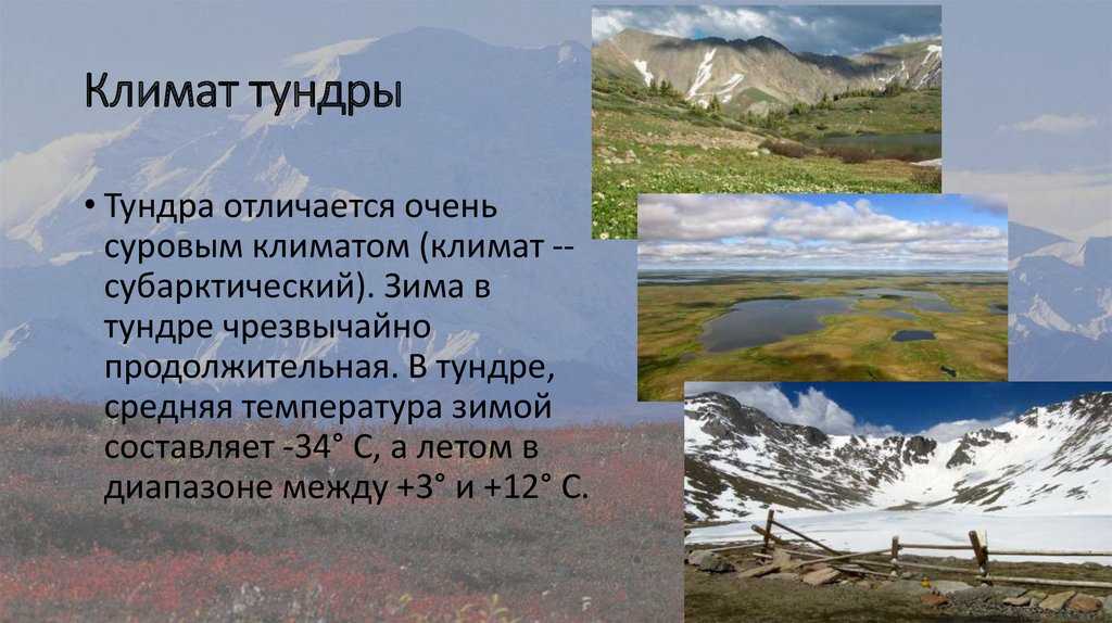 Характеристики экосистемы тундры, флора, фауна, месторасположение / география | thpanorama - сделайте себя лучше уже сегодня!