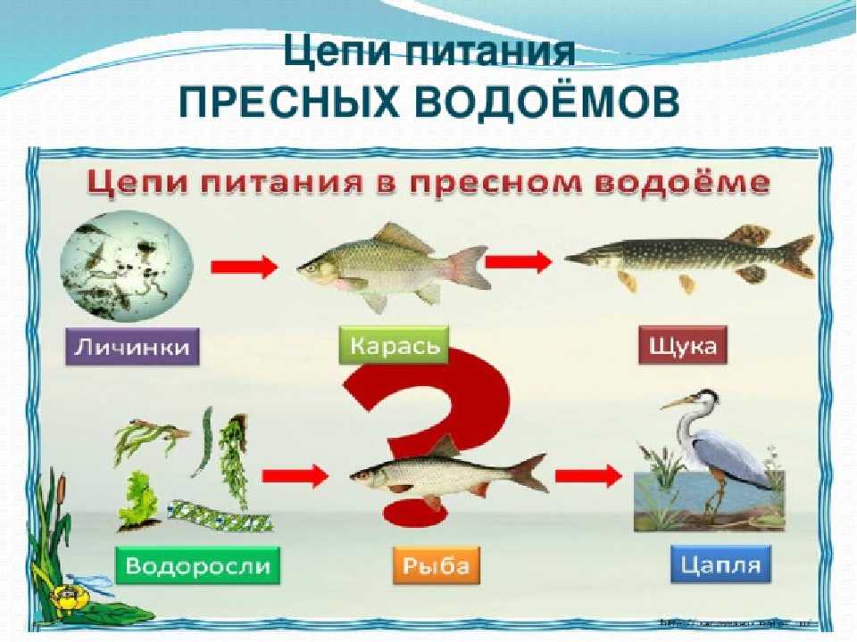 Окружающий мир