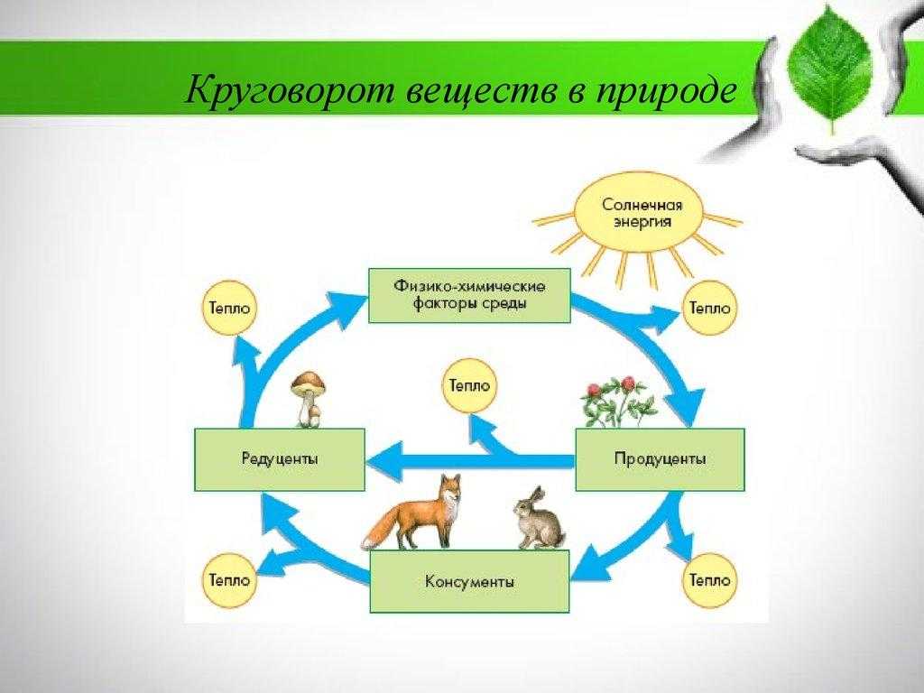 Круговорот веществ в биосфере