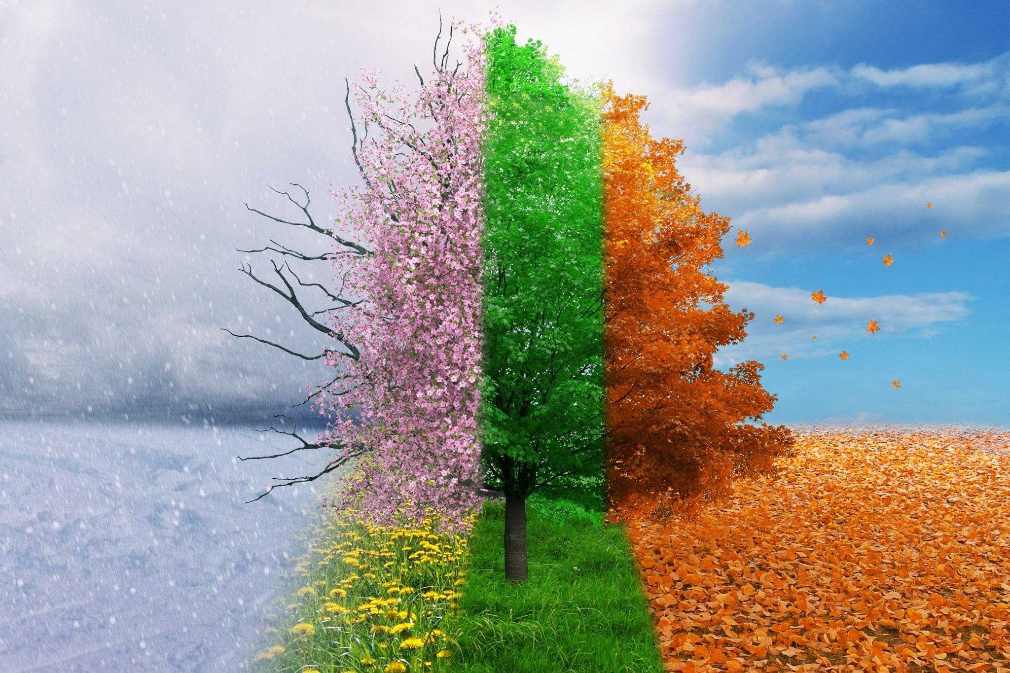 Климат, погода по месяцам, средняя температура в сочи (россия) - weather spark