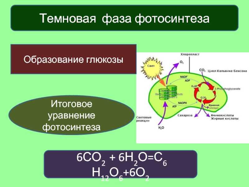 Таблица реакции фотосинтеза. Темновая фаза цикл Кальвина. Темновая фаза фотосинтеза цикл Кальвина. Схема фотосинтеза 10 класс. Цикл Кальвина в фотосинтезе.