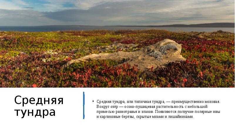 Презентация на тему "биом тундр"