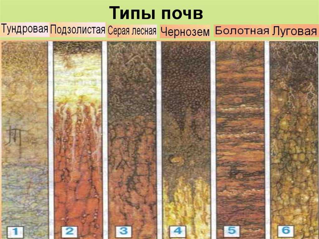 Схема строения почвенного профиля чернозема