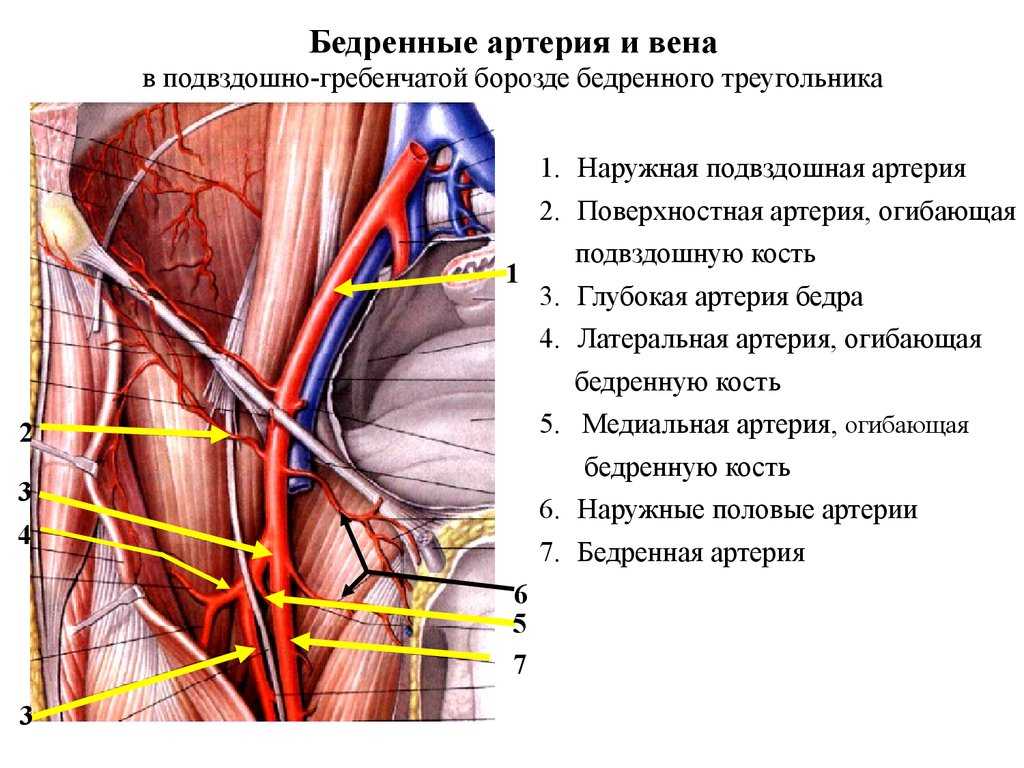 Бедренный треугольник топография. бедренный треугольник, trigonum femorale. бедренный треугольник образован