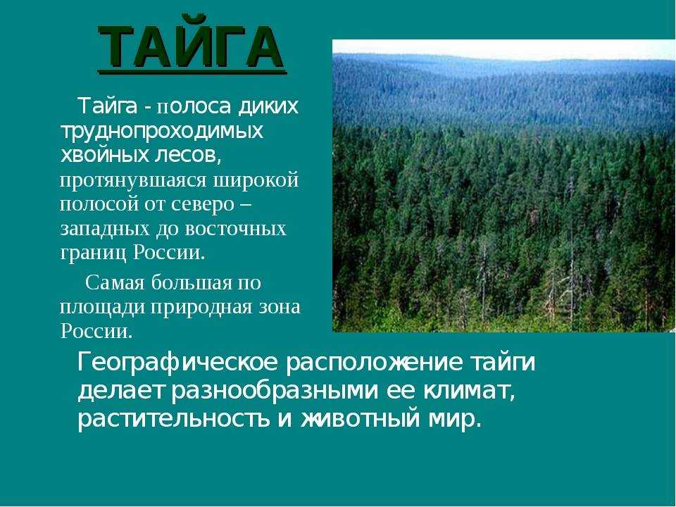 Тайга и таежные леса