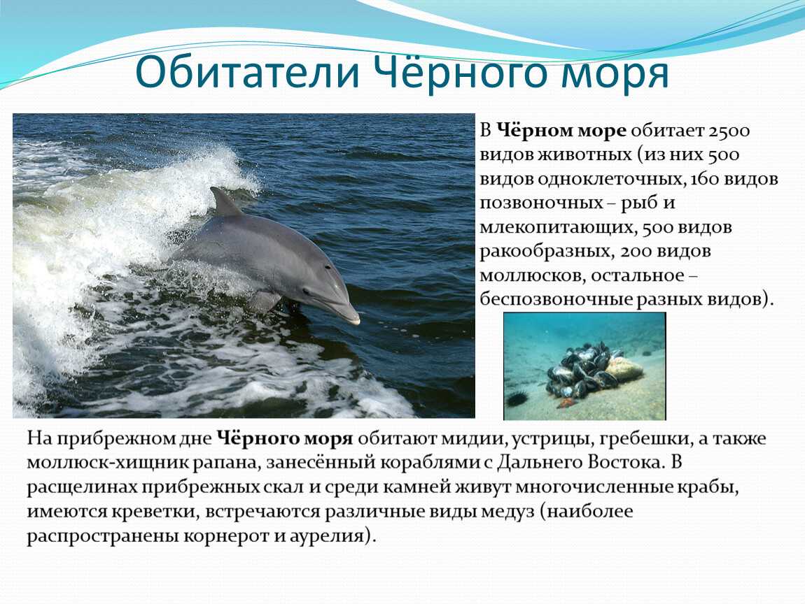 Черное море: характеристика рельефа дна моря