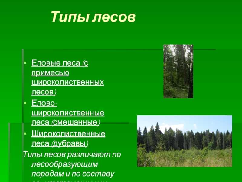 Хвойные и лиственные леса