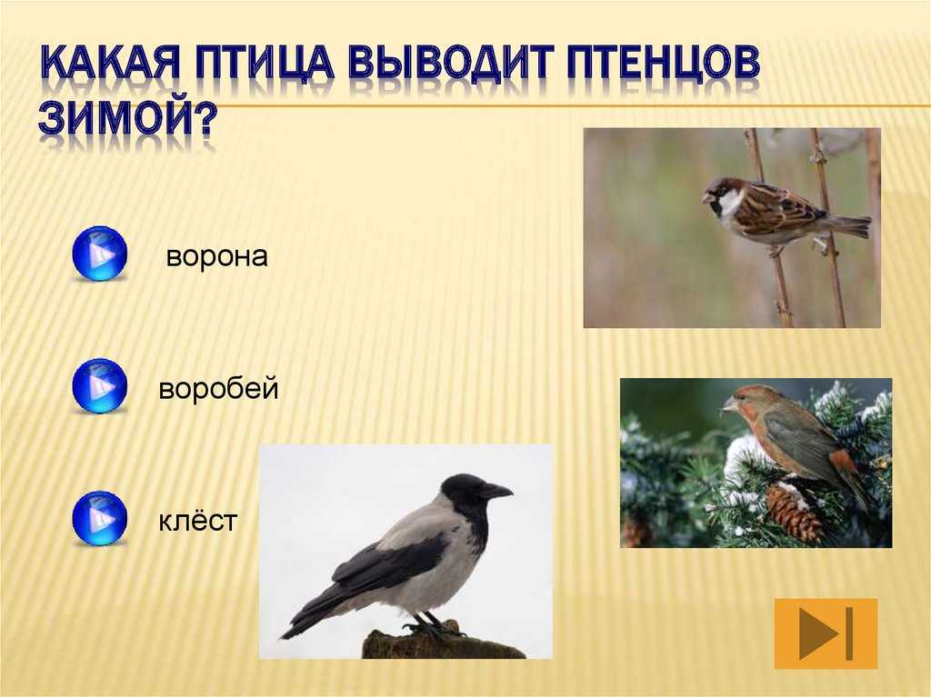 Урок 6: где зимуют птицы? - 100urokov.ru