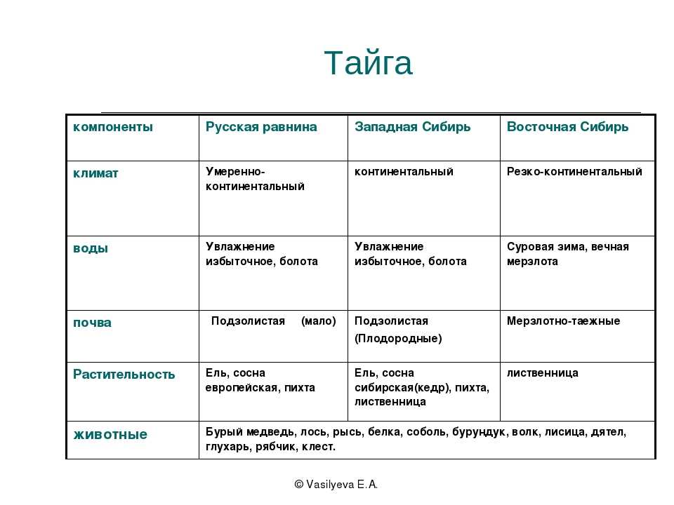 Тайга - географическое положение, животный и растительный мир, особенности и характеристика природной зоны. особенности климата в тайге россии в разное время года