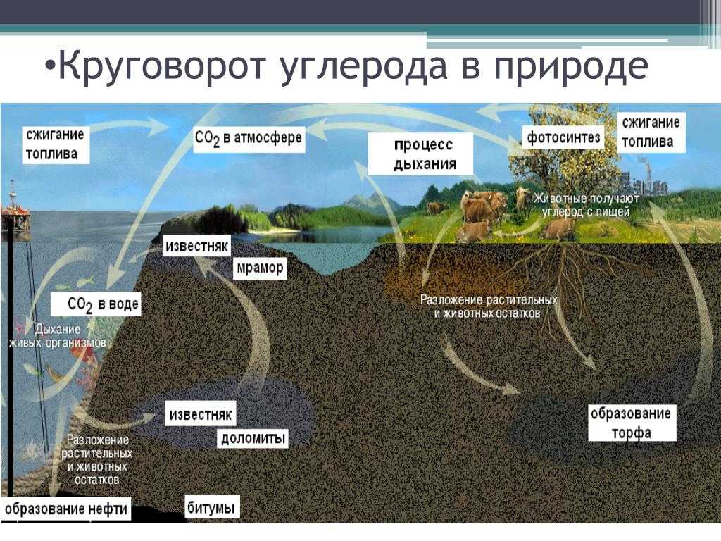 Биосфера. круговорот веществ в биосфере. глобальные изменения в биосфере. | егэ по биологии