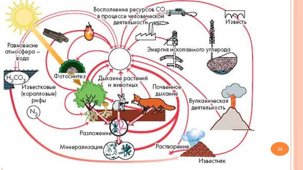 9.3.3. распределение биологической продукции. общая экология