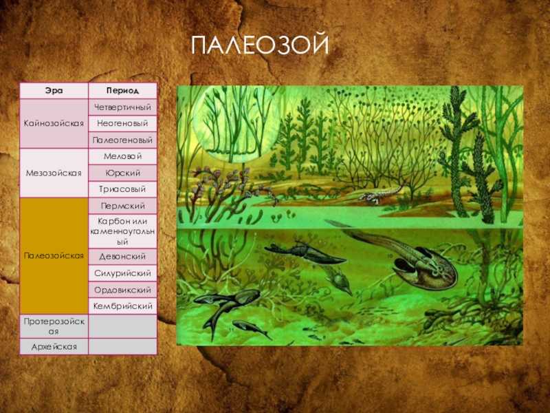 Характеристика эпохи раннего палеозоя