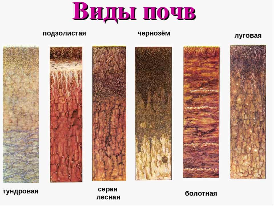 Почвы земель алтайского края