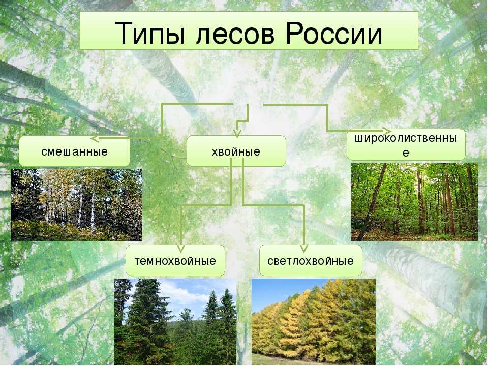 В растительном покрове преобладают хвойные породы деревьев. Типы лесов в России. Леса России типы лесов. Лес хвойные лиственные и смешанные. Что бывает в лесу.