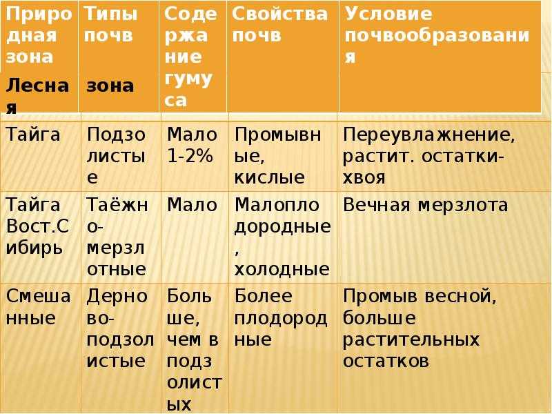 Почвы тайги (таежных лесов)