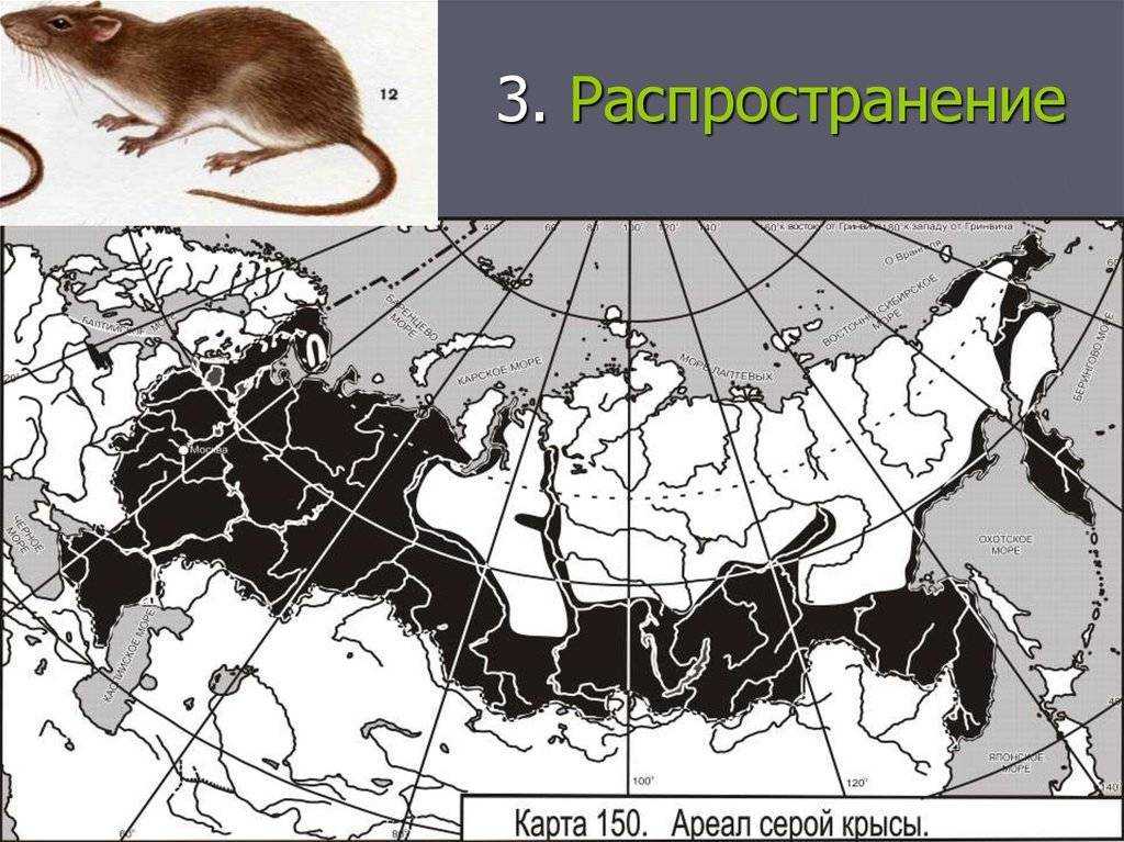 Волк – дикое хищное животное. описание и фото волка обыкновенного