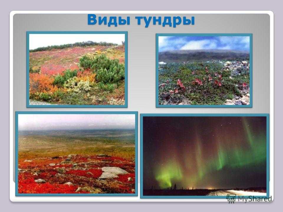 Природная зона тундры