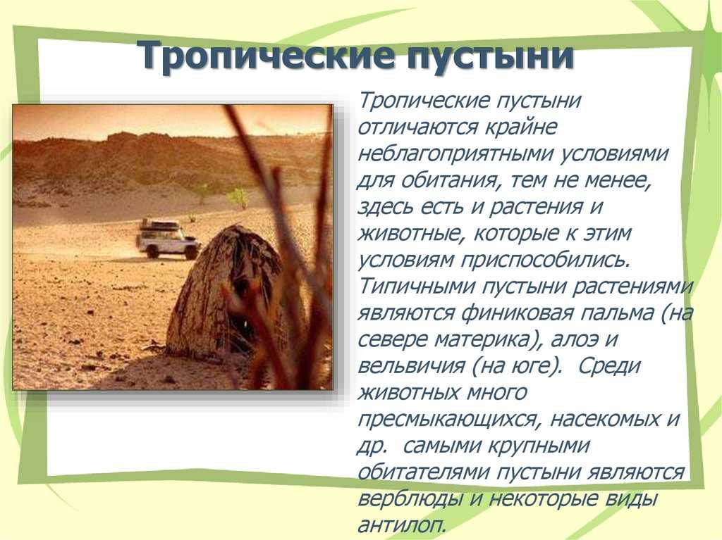 Климат влажных тропических лесов