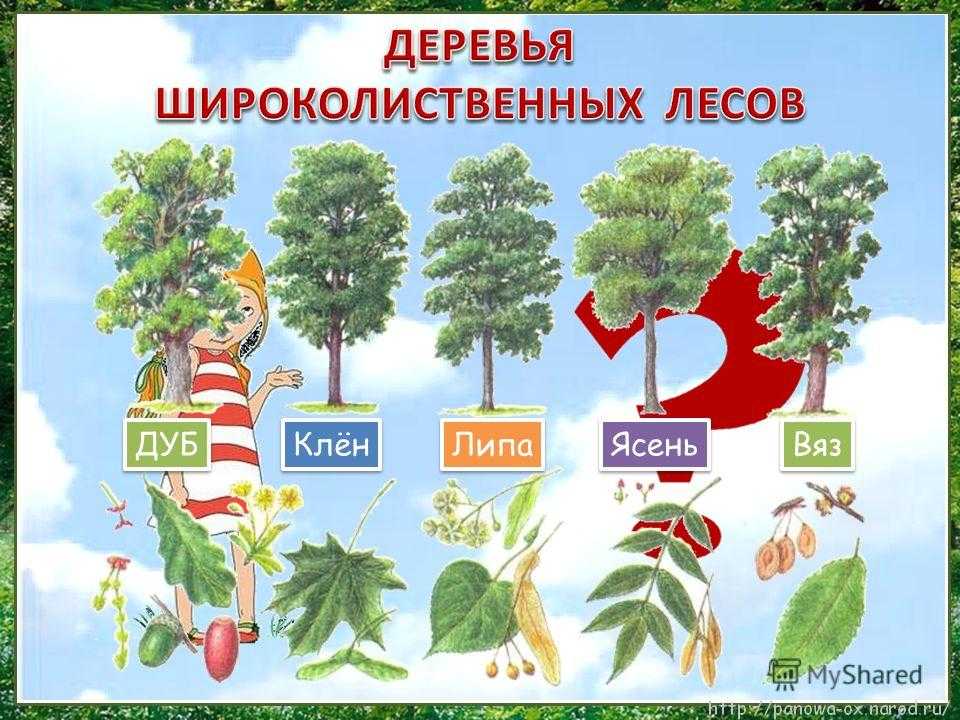 Природная зона смешанных и широколиственных лесов: характеристика и описание природы, почвы и условия