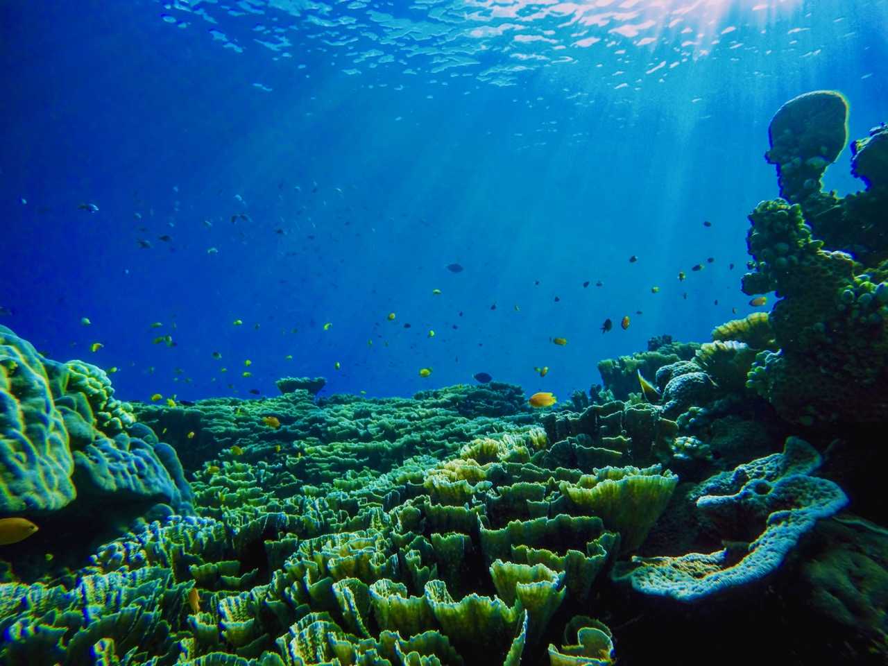 3 внутренних океана. Рифы в океане. Подводный мир. Океаны. Глубина. Атлантический океан подводный мир.