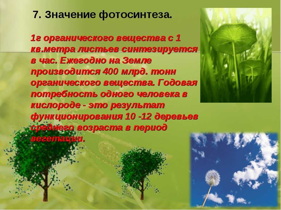 Значение фотосинтеза для растений 5 класс. Фотосинтез и его роль. Значение фотосинтеза. Роль фотосинтеза для растений. Значение фотосинтеза 6 класс биология.