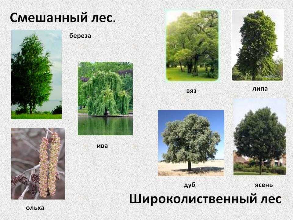 Деревья В Лесу Названия И Фото